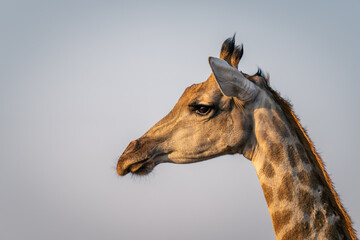 Fototapeta na wymiar Close-up of female southern giraffe against sky