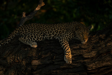 Close-up of leopard lying on thick trunk