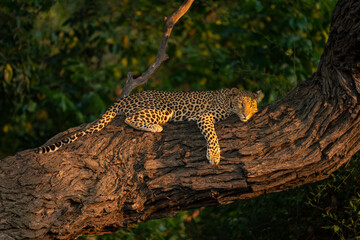 Close-up of leopard lying on sunlit trunk - obrazy, fototapety, plakaty