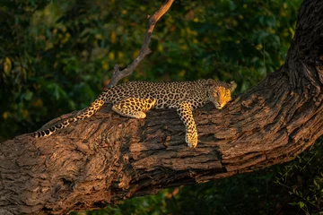 Fotobehang Luipaard Close-up of leopard lying on sunlit trunk
