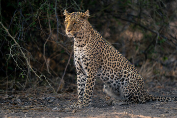 Fototapeta na wymiar Close-up of leopard sitting by bush staring