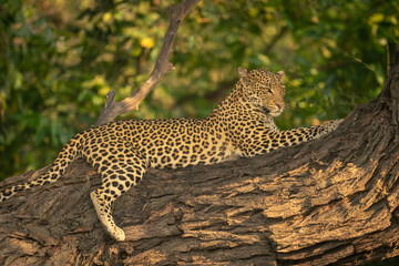 Close-up of leopard lying on tree trunk