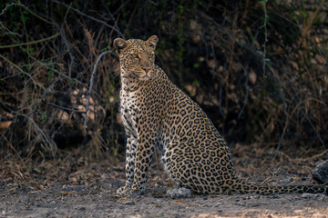 Close-up of leopard sitting by tangled bushes