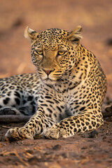Close-up of leopard lying staring on sand