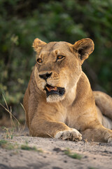 Obraz na płótnie Canvas Close-up of lioness lying on sandy ground