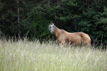 Naklejka premium horse 