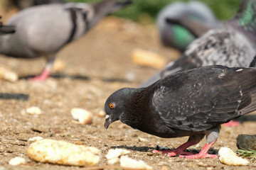 Close up pigeon eating feed at park outside.