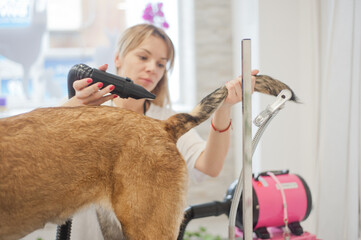 Dog grooming, Pets and pet friendly - 623461559