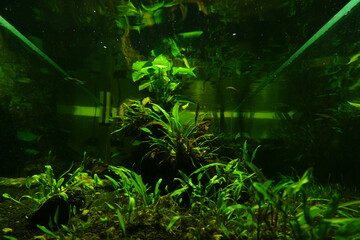 Underwater Aquarium View