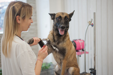 Dog grooming, Pets and pet friendly - 623462391