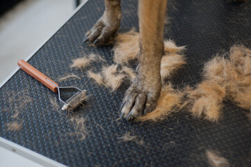 Dog grooming, Pets and pet friendly - 623462525