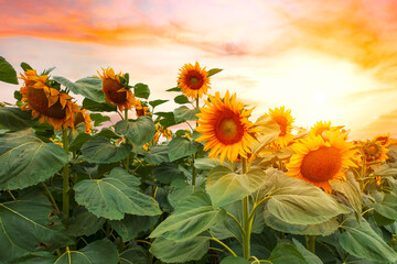 Beautiful sunflower field, growing plant, agricultural area on a warm summer day - 623462540