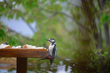 Greater Spotted Woodpecker