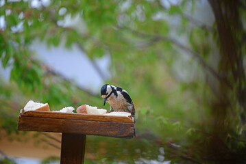 Greater Spotted Woodpecker