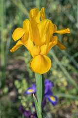 Inflorescence of a yellow Dutch iris (Iris x hollandica).