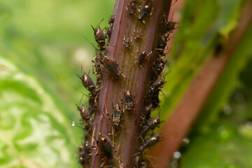 selective focus on tiny sap sucking aphid bugs, on green leafy vegetables