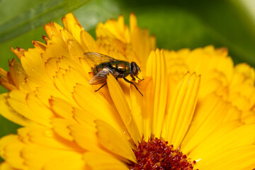 close-up of a housefly on an orange flower in the garden