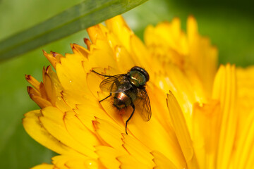 close-up of a housefly on an orange flower in the garden