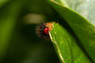 closeup macro shot of 
Ocnogyna, a moth caterpillar 