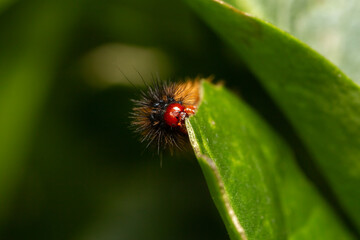closeup macro shot of 
Ocnogyna, a moth caterpillar 