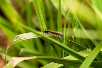 closeup macro shot of 
Ocnogyna, a moth caterpillar 