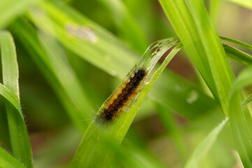 closeup macro shot of 
Ocnogyna, a moth caterpillar 