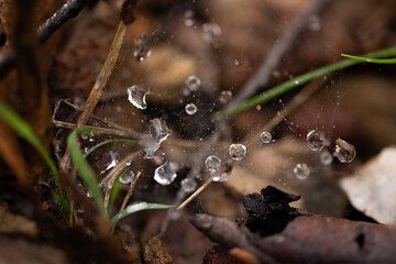 selective focus on rain drops fallen on delicate spider webs outdoors in nature 