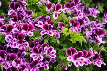 Fototapeta premium Pelargonium ,Angel Parfume, Geraniaceae family. 