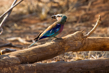 lilac breasted roller eating an insect perched on a branch in chobe riverfront park, botswana