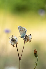 Aricia agestis, the  brown argus, is a butterfly in the family Lycaenidae, roosting on a flower in the early morning light