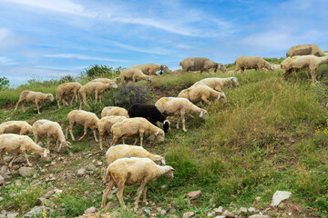 Obraz premium A black sheep in a white sheep is grazing. Black sheep.