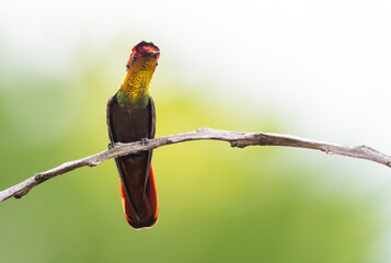 Exotic Ruby Topaz hummingbird, Chrysolampis mosquitus, perching on a branch with pastel colored background.