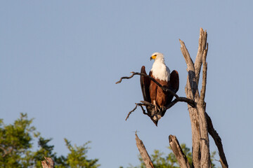 african fish eagle in Moremi national park, botswana
