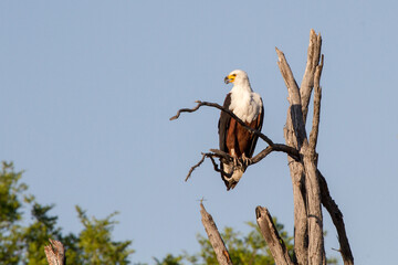 african fish eagle in Moremi national park, botswana