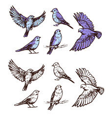 Flying birds. Vector sketch illustration on transparent background