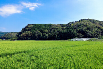 青空と一面に広がる夏の田んぼの青々とした稲穂