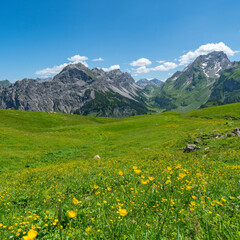 Alpenblumen auf bunten Wiesen und der Gipfel namens Rote Wand im großen Walsertal, mit felsigen Bergen, steilen, steinigen Hängen und Felsen auf der Alm, an einem sonnigen Sommertag in Vorarlberg