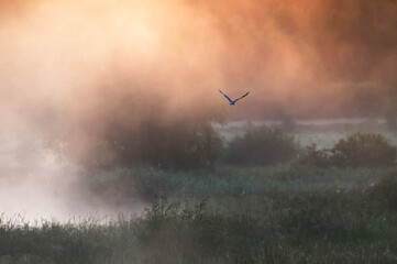 Sunrise in the morning fog in Ukraine
