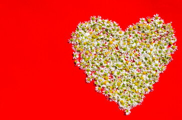 Medicinal chamomile in the shape of a heart lies on a red background