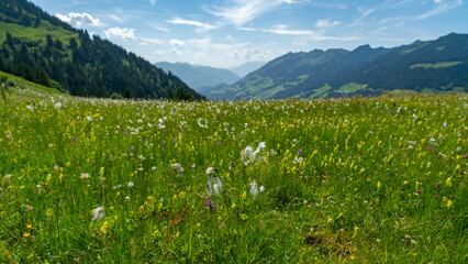 Farbige alpine Blumen auf der Alpe Steris im Grosswalsertal, Vorarlberg, mit steilen Bergwiesen,...