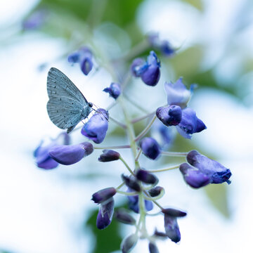 Holly blue butterfly Celastrina argiolus butterfly pollinating and perching on wisteria flowers