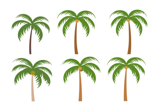 Set of palm trees isolated on white background. Vector illustration in flat style