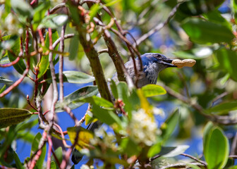 Western Scrub Jay (Aphelocoma californica)