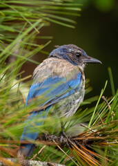 Western Scrub Jay (Aphelocoma californica)