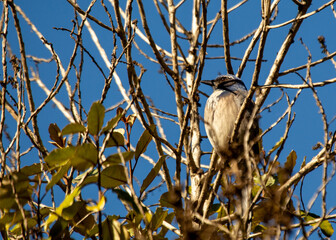 Western Scrub Jay (Aphelocoma californica)