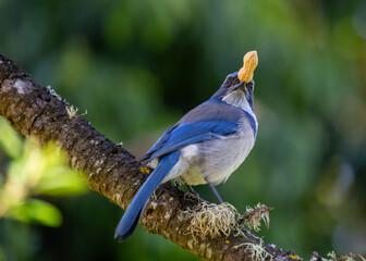 Western Scrub Jay (Aphelocoma californica)