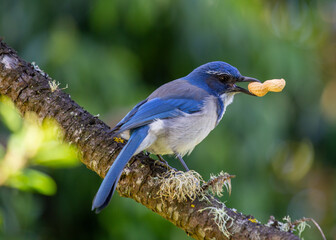 Western Scrub Jay (Aphelocoma californica)