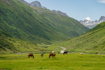 Fototapeta na wymiar Pferde weiden im Hochtal bei der Bielerhöhe, Pferd auf blumenübersäter Wiese im Gebirge, steile Berge im Hintergrund, altes Gletschertal in Österreich