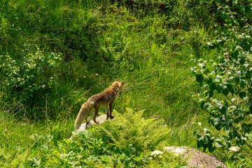 Wilder Fuchs in der Sommerhitze, sucht einen Weg durch das Gebüsch! Fuchs auf einem Stein am...