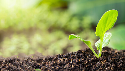 Seedling green plant on nature background